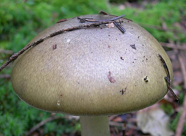 I  Funghi della collina pianeggiante